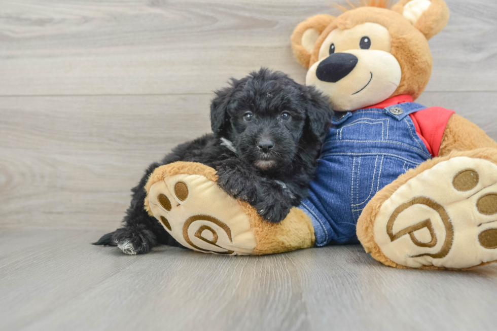 Smart Mini Sheepadoodle Poodle Mix Pup