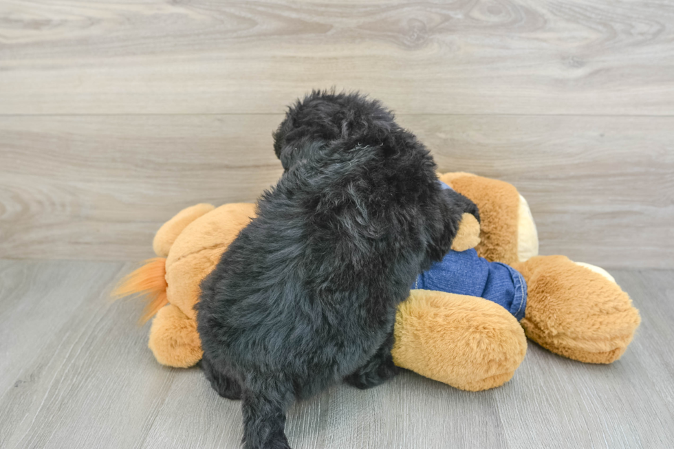 Mini Sheepadoodle Pup Being Cute