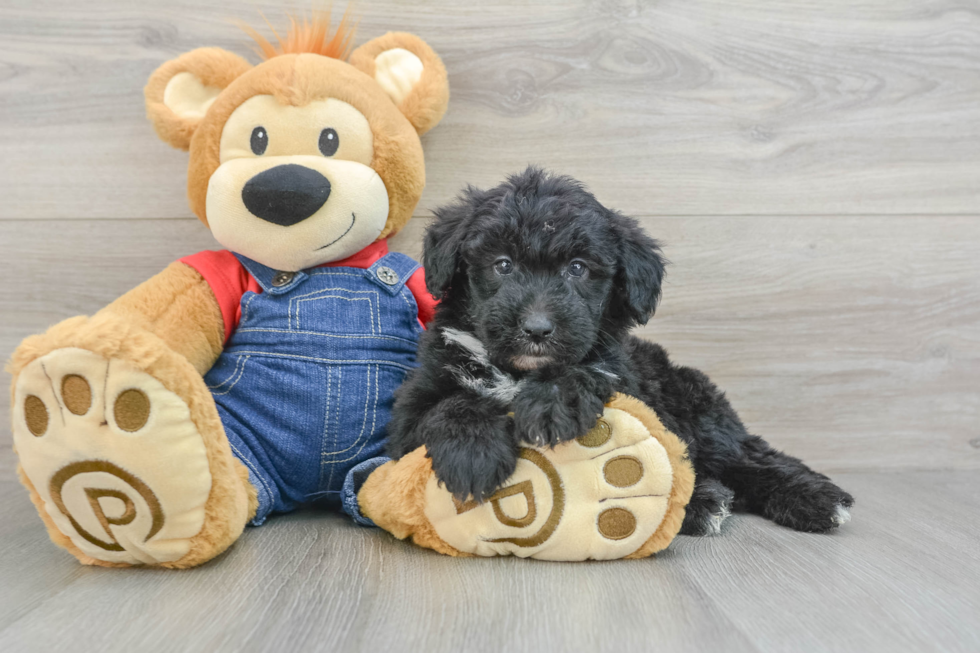 Best Mini Sheepadoodle Baby