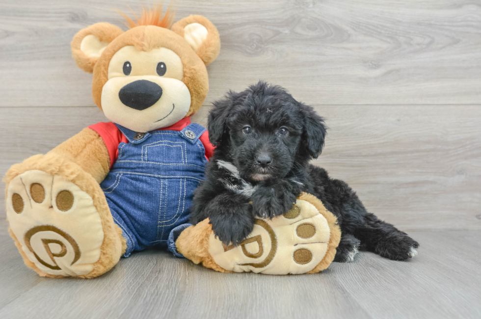 6 week old Mini Sheepadoodle Puppy For Sale - Premier Pups