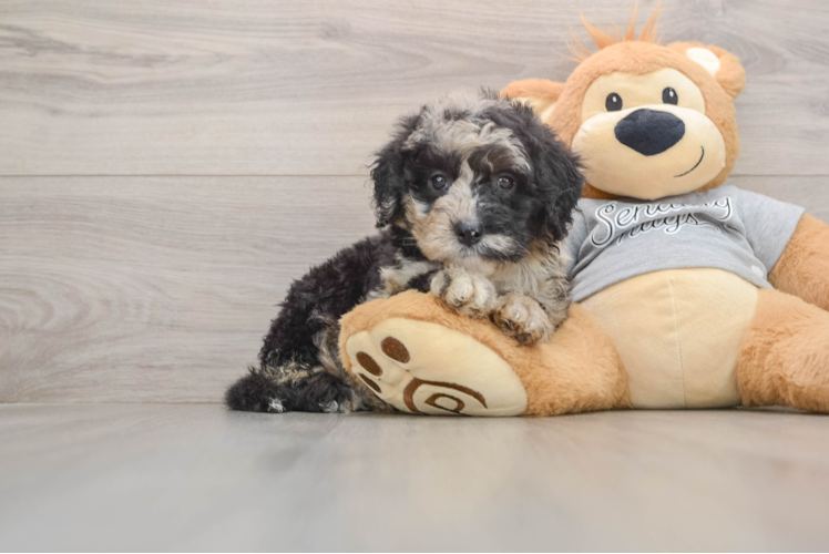 Playful Sheepdoodle Poodle Mix Puppy