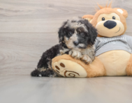7 week old Mini Sheepadoodle Puppy For Sale - Premier Pups
