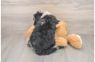 Small Mini Sheepadoodle Baby