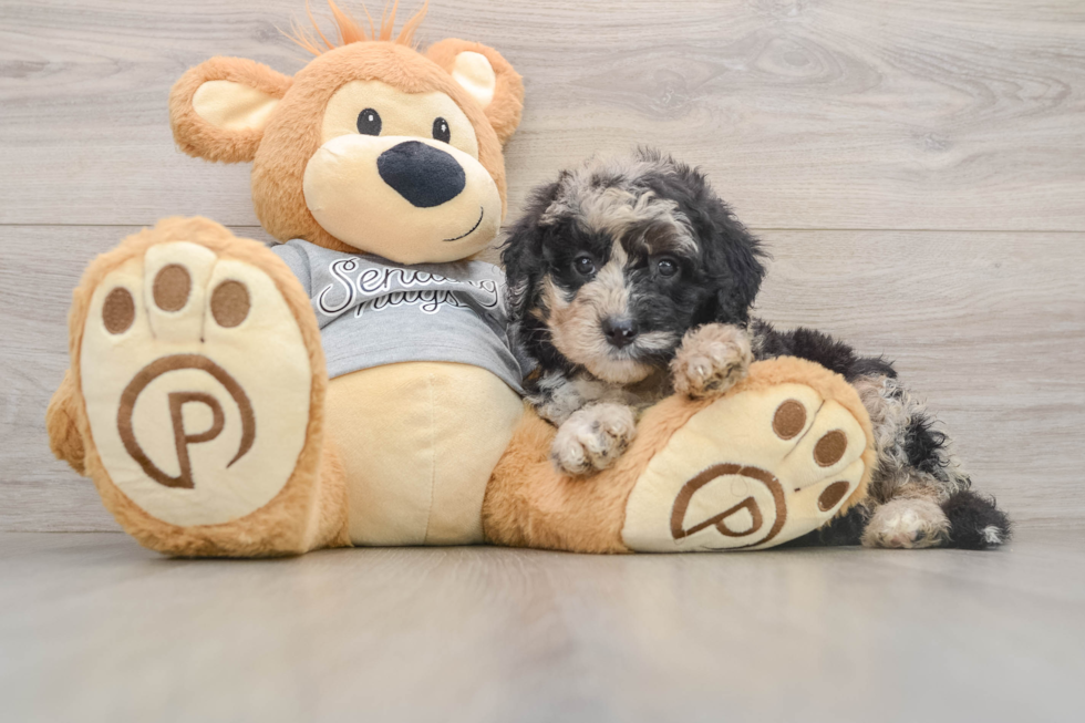 Cute Mini Sheepadoodle Baby