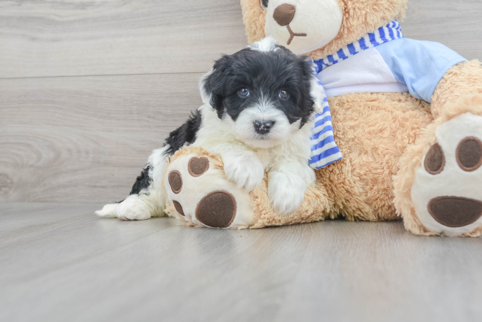 Adorable Sheep Dog Poodle Mix Puppy