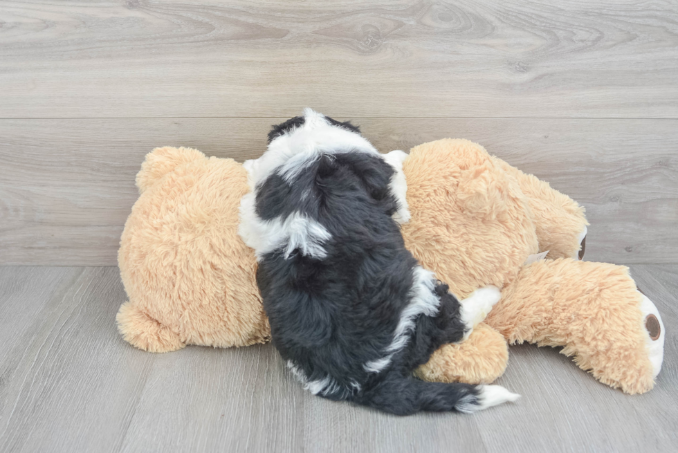 Fluffy Mini Sheepadoodle Poodle Mix Pup