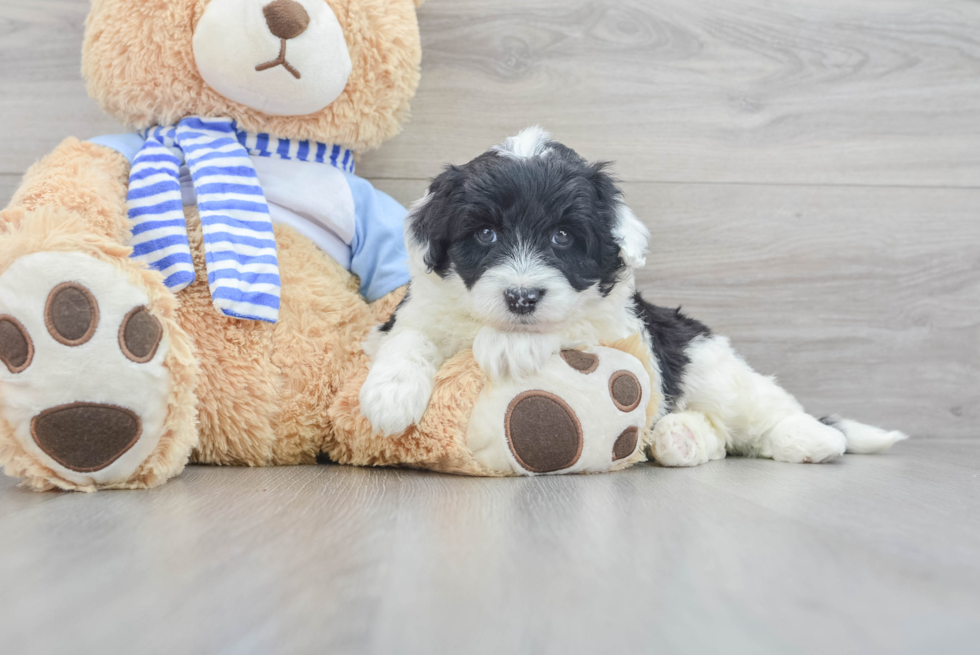 Mini Sheepadoodle Puppy for Adoption