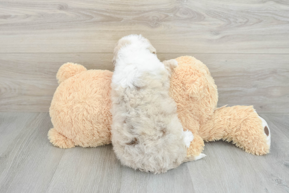 Mini Sheepadoodle Pup Being Cute