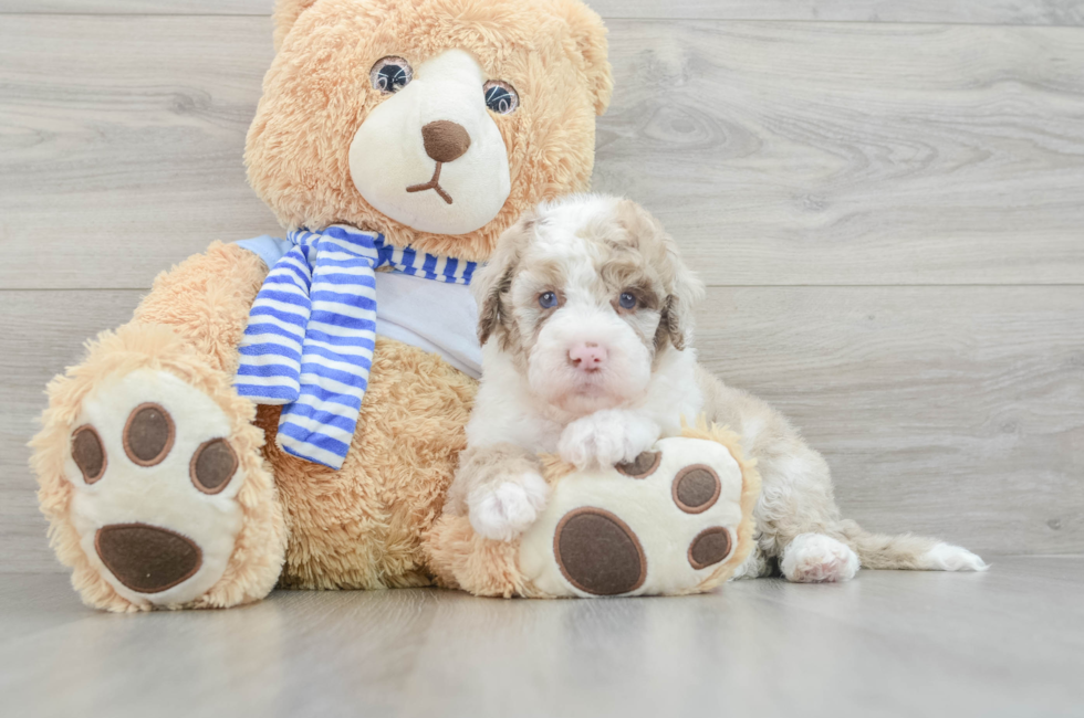 5 week old Mini Sheepadoodle Puppy For Sale - Premier Pups