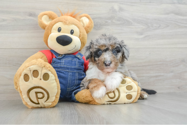 Little Sheeppoo Poodle Mix Puppy