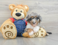 7 week old Mini Sheepadoodle Puppy For Sale - Premier Pups