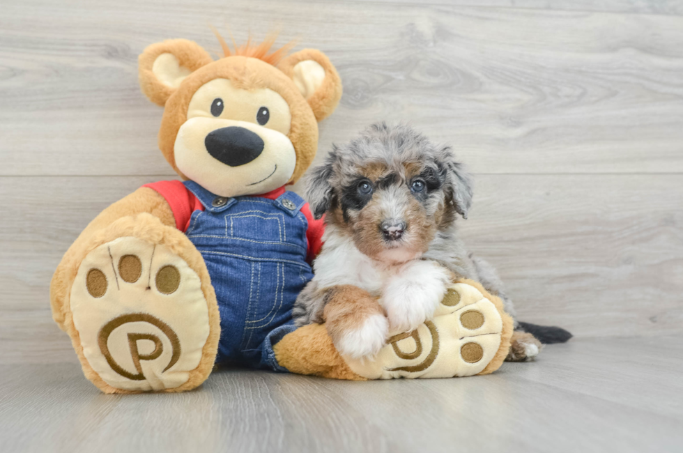 6 week old Mini Sheepadoodle Puppy For Sale - Premier Pups