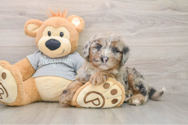Energetic Mini Sheepapoo Poodle Mix Puppy