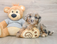 5 week old Mini Sheepadoodle Puppy For Sale - Premier Pups