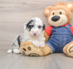 5 week old Mini Sheepadoodle Puppy For Sale - Premier Pups