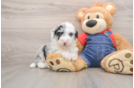 Hypoallergenic Sheep a Poo Poodle Mix Puppy
