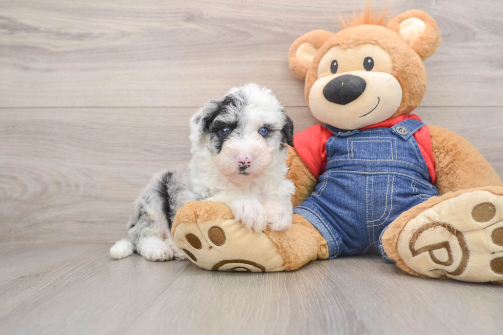 Hypoallergenic Sheep a Poo Poodle Mix Puppy