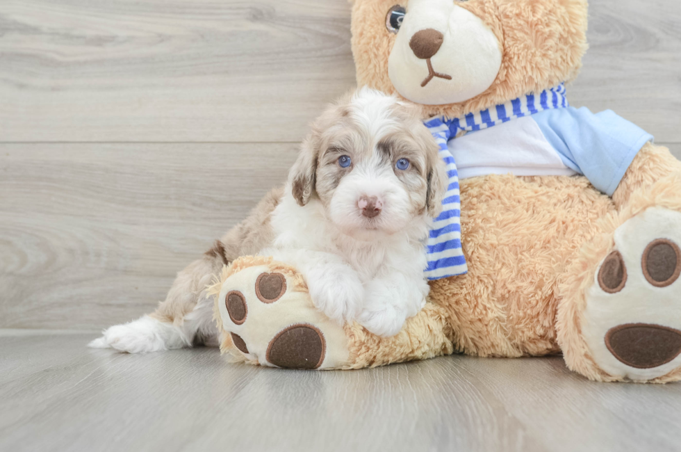 6 week old Mini Sheepadoodle Puppy For Sale - Premier Pups