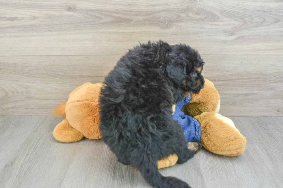 Petite Mini Sheepadoodle Poodle Mix Pup