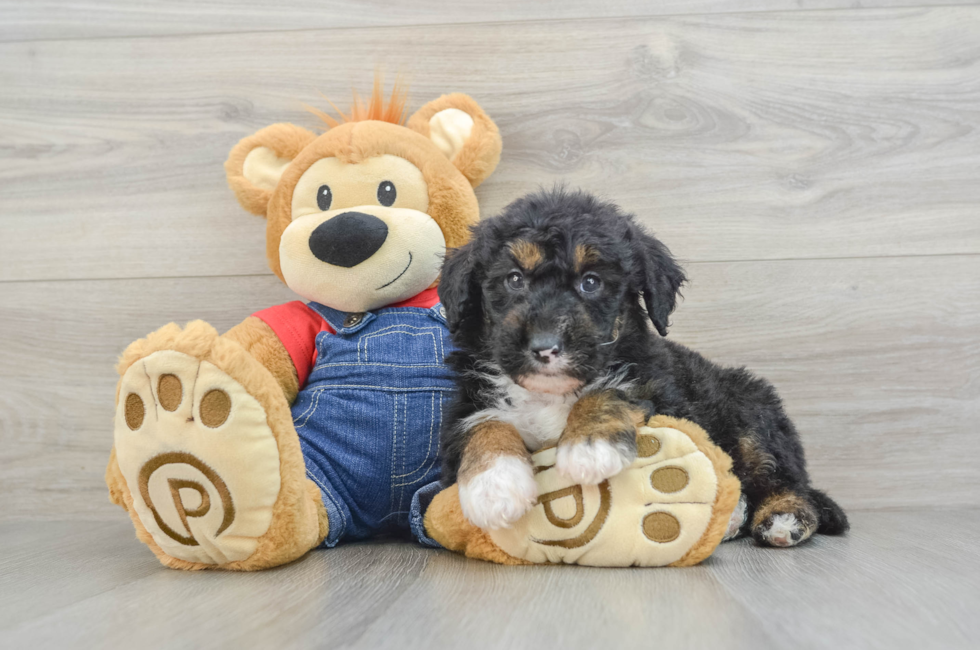 6 week old Mini Sheepadoodle Puppy For Sale - Premier Pups