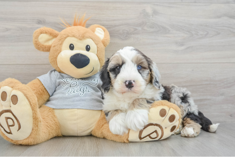 Funny Mini Sheepadoodle Poodle Mix Pup