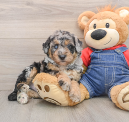 5 week old Mini Sheepadoodle Puppy For Sale - Premier Pups