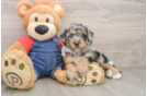 Best Mini Sheepadoodle Baby