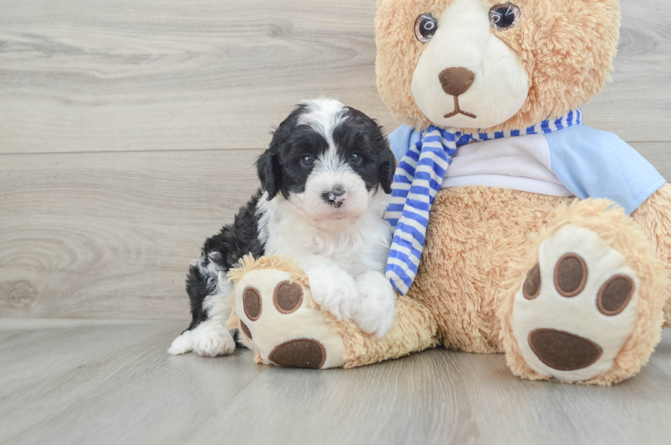 5 week old Mini Sheepadoodle Puppy For Sale - Premier Pups