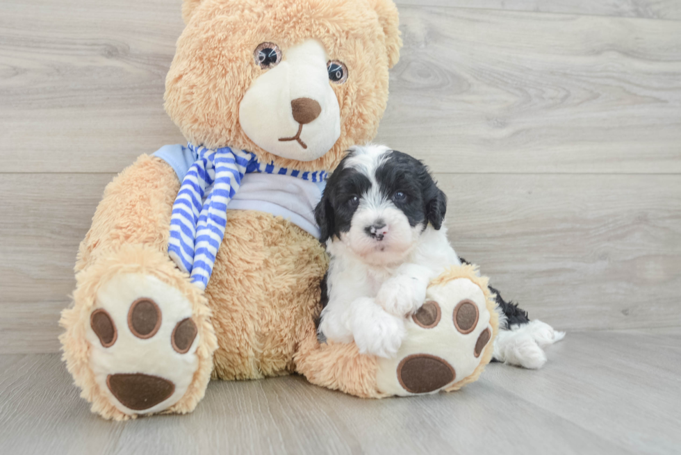 Best Mini Sheepadoodle Baby