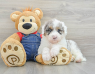 8 week old Mini Sheepadoodle Puppy For Sale - Premier Pups