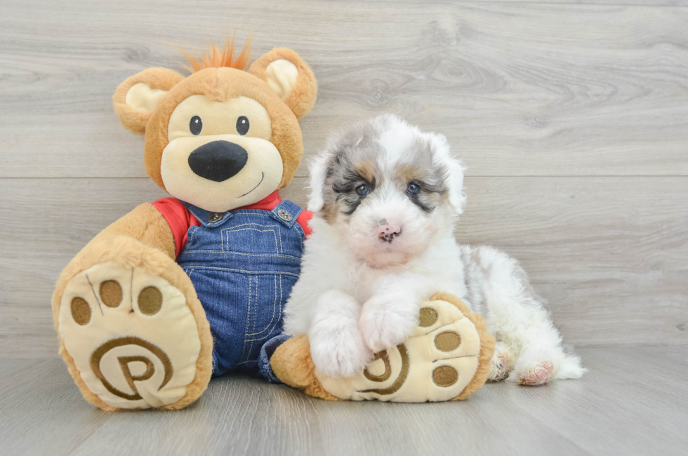 6 week old Mini Sheepadoodle Puppy For Sale - Premier Pups