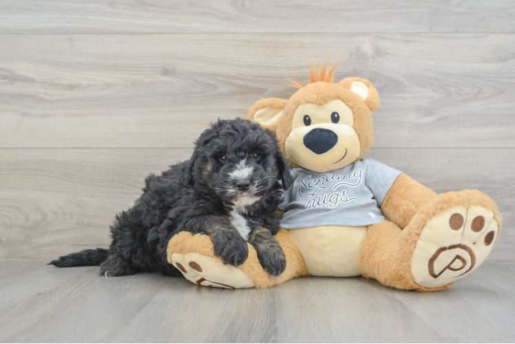Mini Sheepadoodle Puppy for Adoption