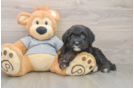 Mini Sheepadoodle Puppy for Adoption