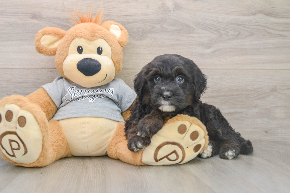 Mini Sheepadoodle Puppy for Adoption