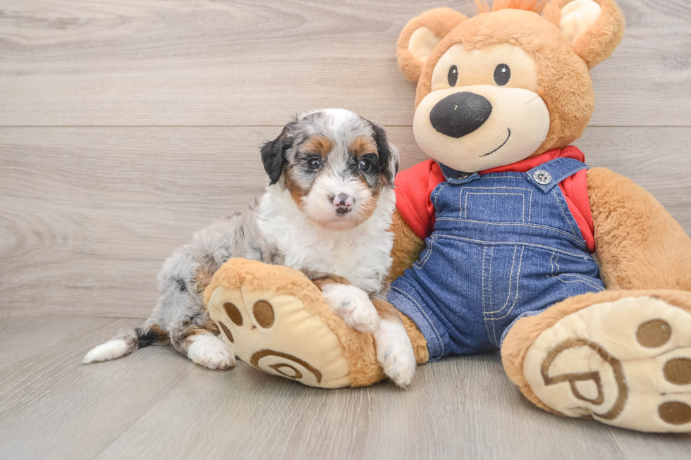 Mini Sheepadoodle Puppy for Adoption