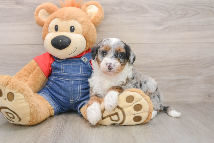 Smart Mini Sheepadoodle Poodle Mix Pup