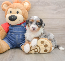 5 week old Mini Sheepadoodle Puppy For Sale - Premier Pups