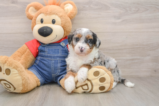 Smart Mini Sheepadoodle Poodle Mix Pup