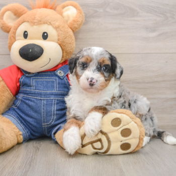 Smart Mini Sheepadoodle Poodle Mix Pup