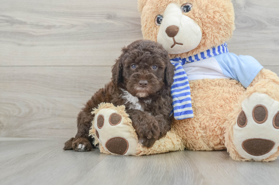 5 week old Mini Sheepadoodle Puppy For Sale - Premier Pups