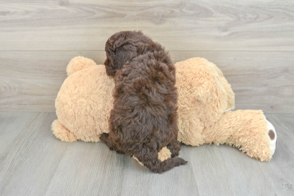 Little Sheeppoo Poodle Mix Puppy