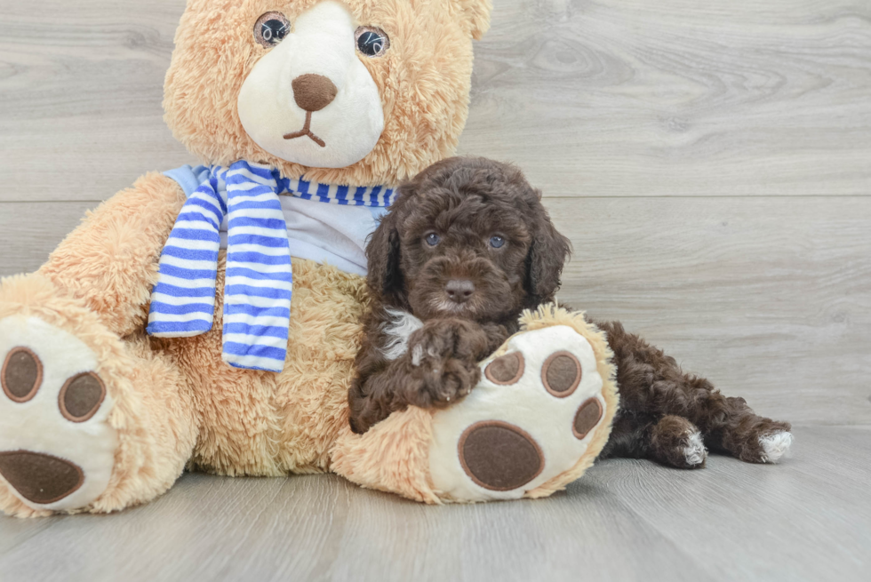 Popular Mini Sheepadoodle Poodle Mix Pup