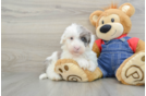 Fluffy Mini Sheepadoodle Poodle Mix Pup