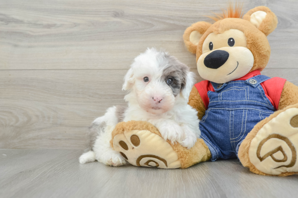 Fluffy Mini Sheepadoodle Poodle Mix Pup