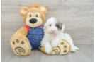 Mini Sheepadoodle Puppy for Adoption