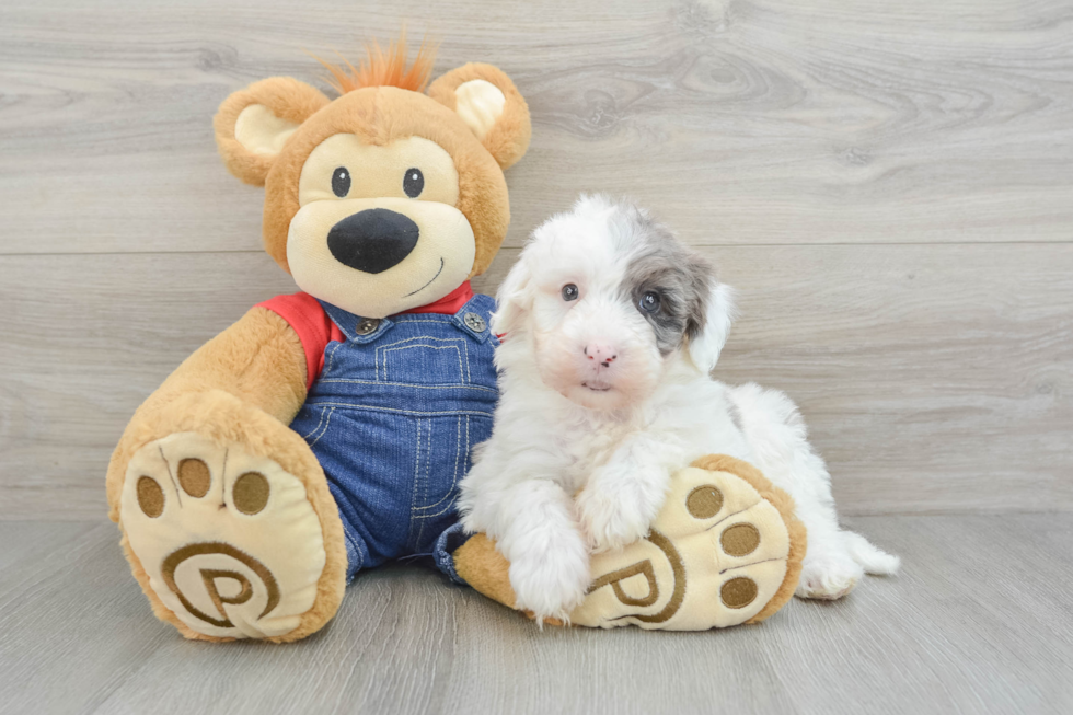 Mini Sheepadoodle Puppy for Adoption