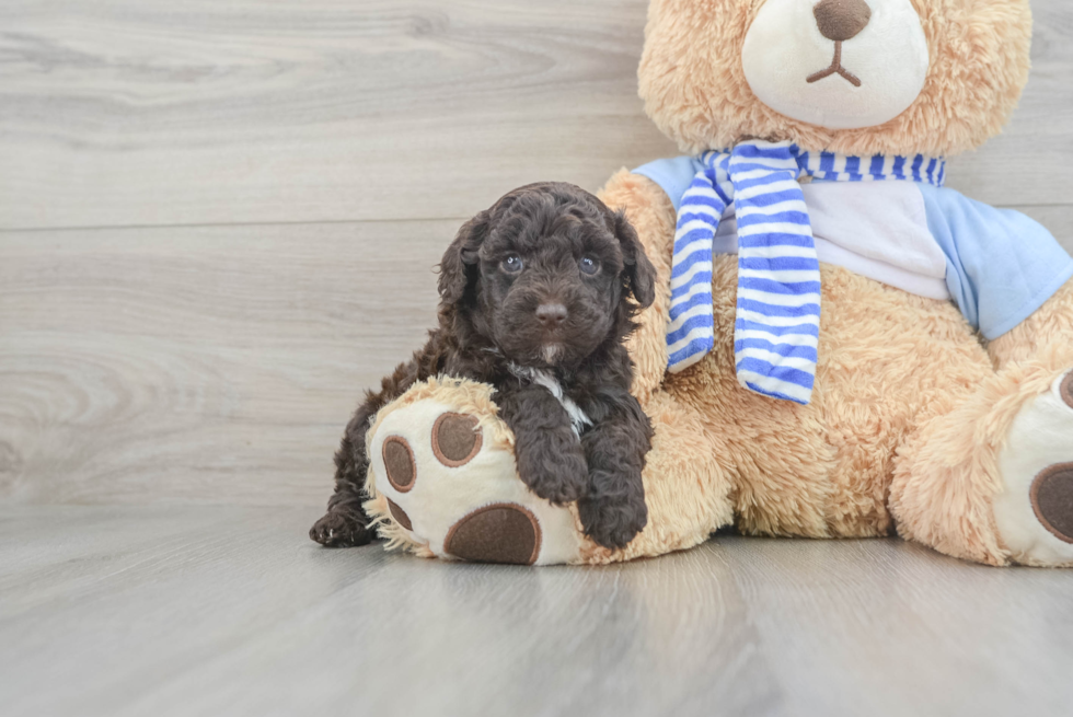 Popular Mini Sheepadoodle Poodle Mix Pup