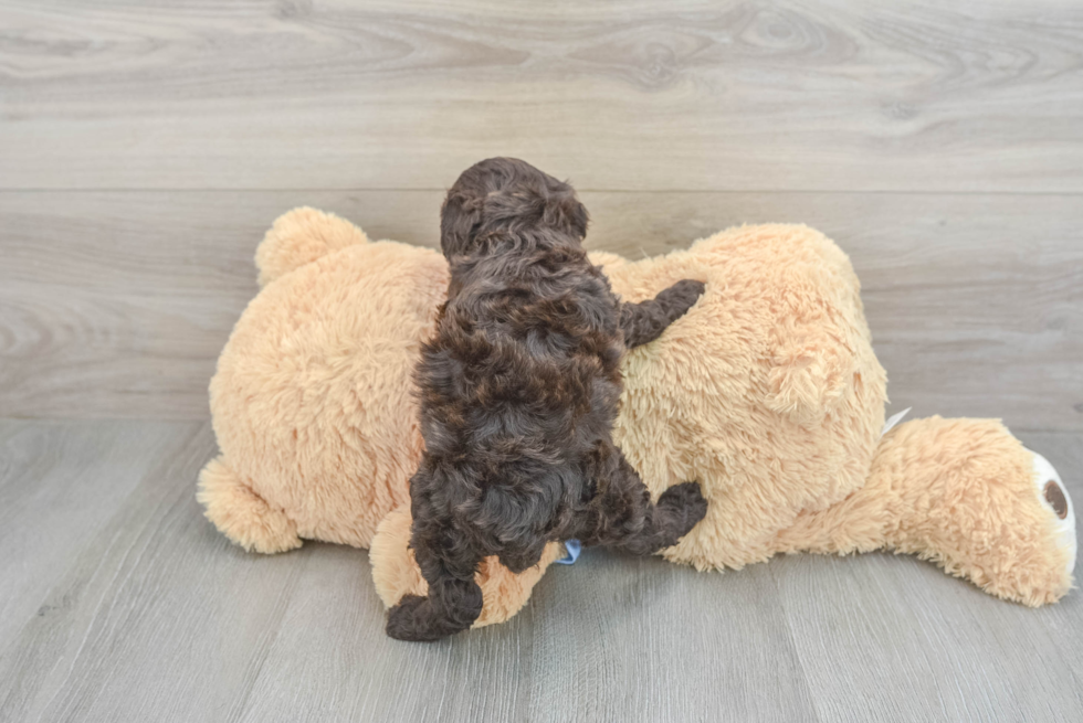 Mini Sheepadoodle Puppy for Adoption