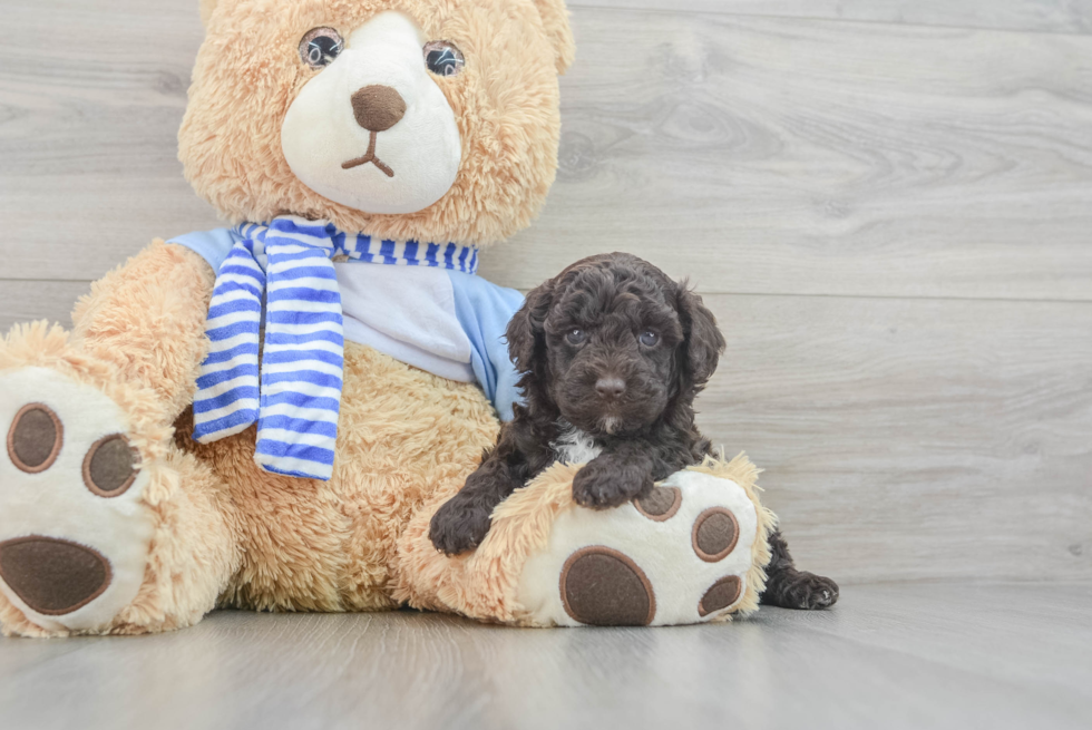 Mini Sheepadoodle Pup Being Cute