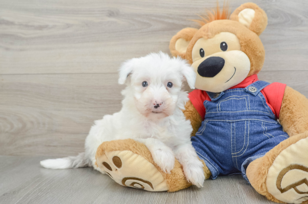 6 week old Mini Sheepadoodle Puppy For Sale - Premier Pups